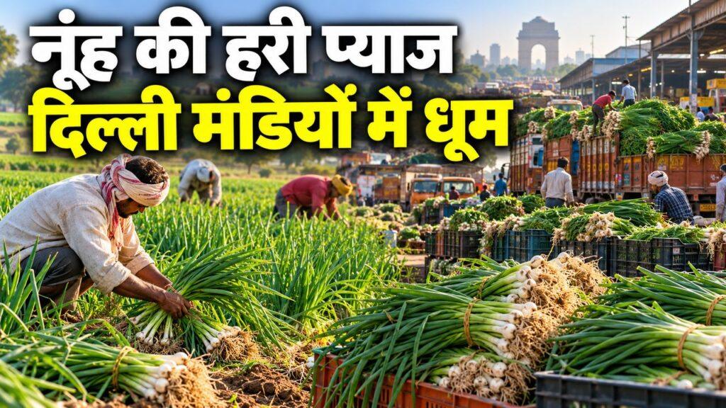 नूंह हरी प्याज दिल्ली मंडी