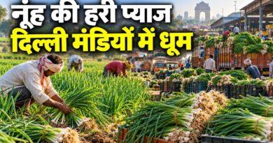 नूंह हरी प्याज दिल्ली मंडी