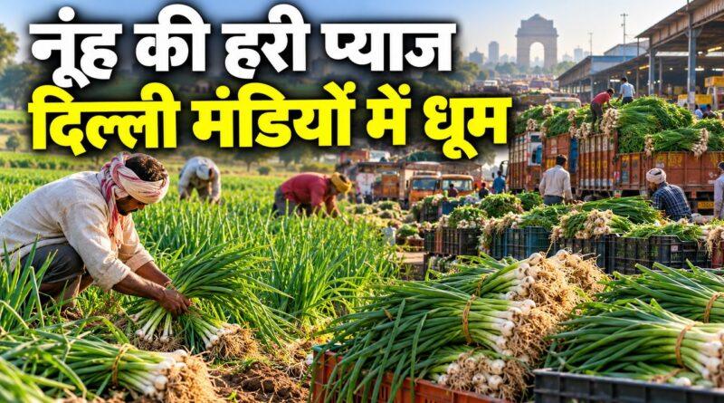 नूंह हरी प्याज दिल्ली मंडी