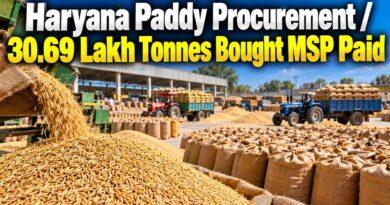 Haryana Paddy Procurement / 30.69 Lakh Tonnes Bought MSP Paid