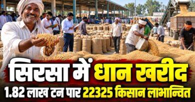 सिरसा में धान खरीद
