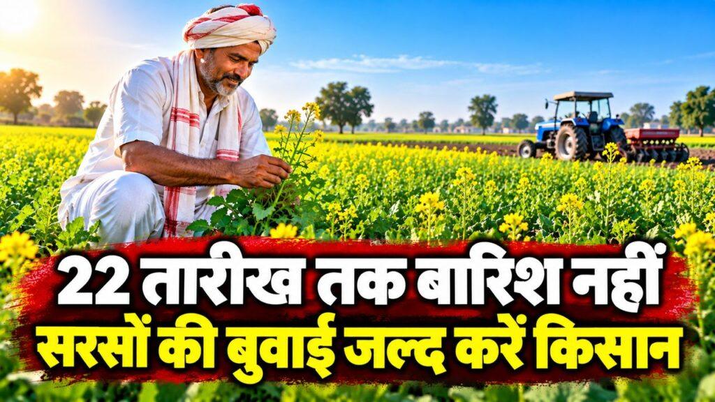 22 तारीख तक बारिश नहीं — सरसों की बुवाई की सलाह
