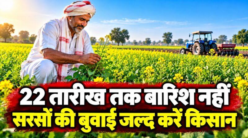 22 तारीख तक बारिश नहीं — सरसों की बुवाई की सलाह